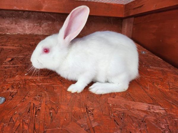 Image 1 of Pure Breed New Zealand white bunnies 4 female and one male.