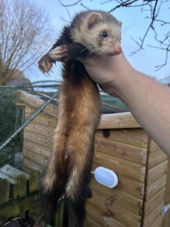 Image 3 of Various ferrets for sale hobs and gills