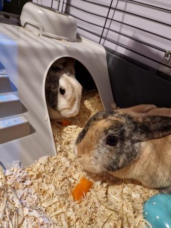 Image 1 of Female and male (neutered) rabbits 4 years old