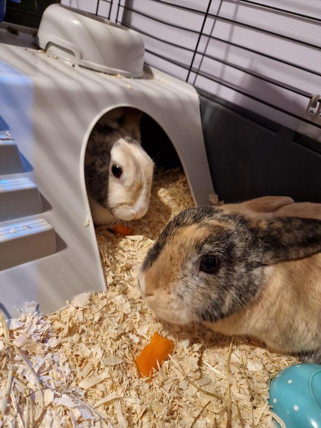Preview of the first image of Female and male (neutered) rabbits 4 years old.