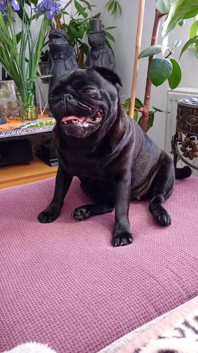 Preview of the first image of Elderly female blackpug.
