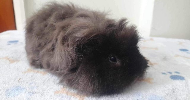 Preview of the first image of Boar guineapig 4 months.