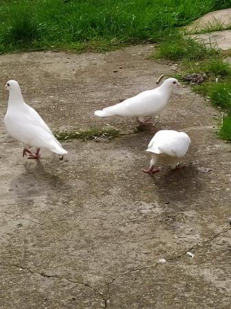 Image 15 of PURE WHITE RACING PIGEON FOR SALE