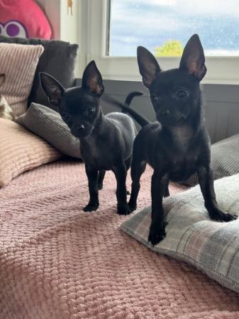 Image 5 of 2 rare solid black male chihuahua puppies ready now!