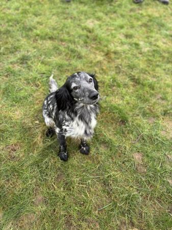 Image 4 of 2 Sprocker spaniels left, ready to leave