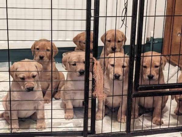 Image 6 of Beautiful fox Red and yellow Labrador pups