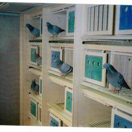 Image 2 of 16 double pigeons boxs,with electric cleaning .