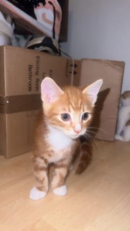 Image 3 of Calico Kittens for sale