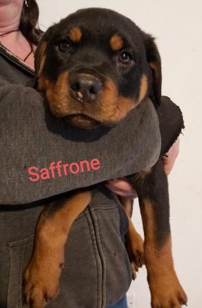 Image 13 of Rottweilerpuppies for sale mixed litter.
