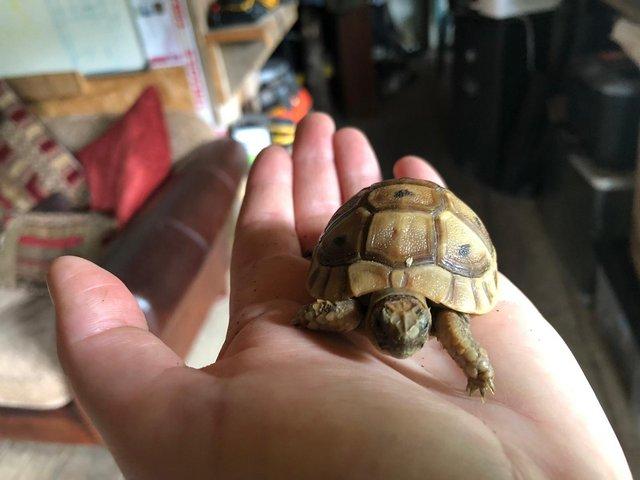 Preview of the first image of Baby Tortoises For Sale - Captive Bred In The UK £100 - £245.