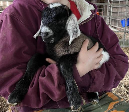 Image 11 of SOLD. More in 2025 Mini Nubians! Great smallholder goat