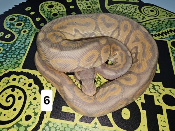 Image 13 of Lots of Beautiful Baby Royal Pythons