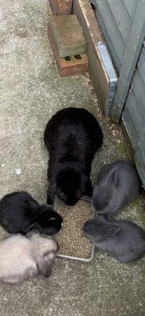Image 4 of For sale baby rabbits ready now