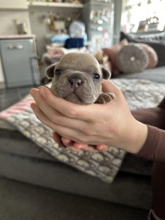 Image 22 of French bulldog Puppys quality litter PP avail