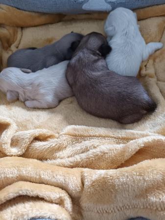 Image 6 of Miniature  lavender blue shih tzu puppies
