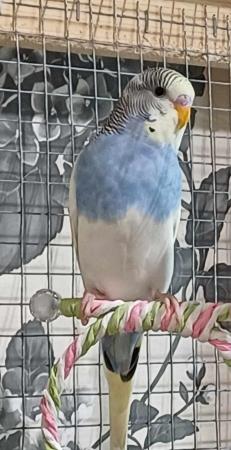 Image 3 of 1 young MALE budgie for sale