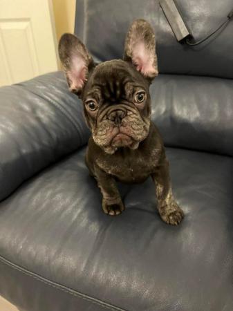 Image 3 of 14 Week Old French Bulldog puppies