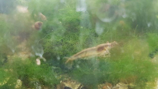 Image 4 of tropical fish and shrimps, guppies, snails, floating plants