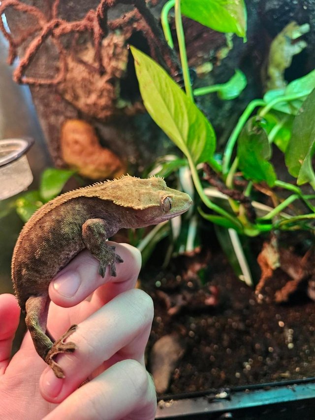 Preview of the first image of 2 Female crested geckos with bioactive exoterra vivarium.