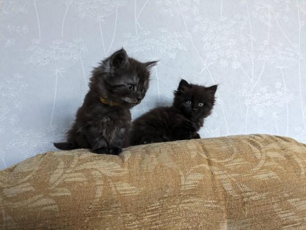 Image 4 of Beautiful fluffy kittens ready for loving homes