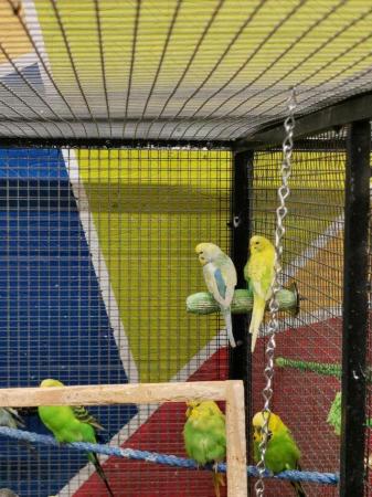 Image 6 of Stunning Budgies top quality young and some breeding age