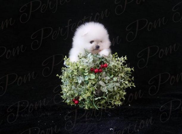 Image 4 of Gorgeous XXS Teddy Bear Pomeranian puppies