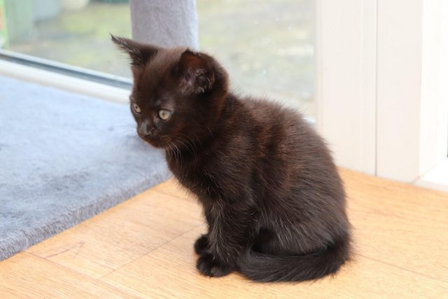 Image 12 of Gorgeous Kittens Ready SOON