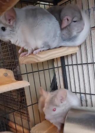 Image 1 of Female chinchillas for sale. Beige and white-viole from £140