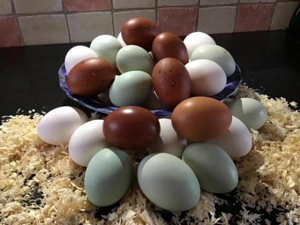 Image 1 of CHICKEN HATCHING EGGSLARGE FOWL AND BANTAMS