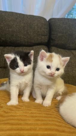 Image 12 of 3 adorable kittens- 8 weeks old (3 Left)