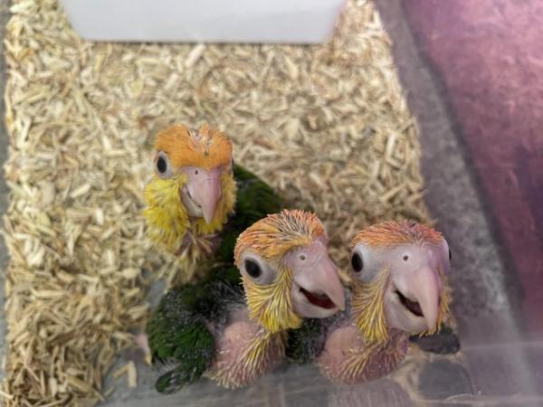 Image 4 of PLEASE READ DETAILS BEFORE MESSAGING! Hand reared parrots