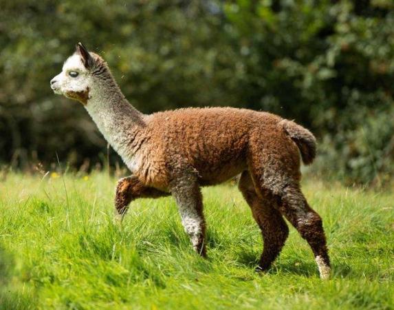 Image 10 of Beautiful Quality Alpacas for Sale