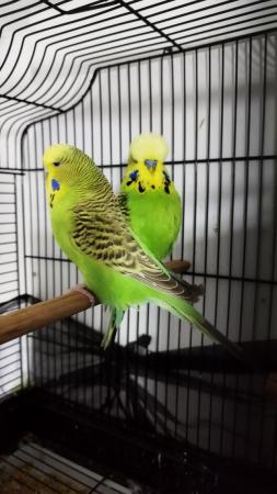 Image 5 of Exhibition budgies male and female