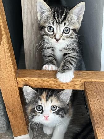 Image 1 of 4 Beautiful Tabby x Siamese kittens