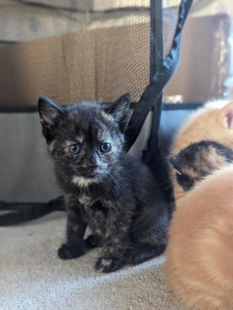 Image 5 of 5 kittens for sale 2 gingers and 3 bark speckled,