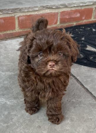 Image 14 of Gorgeous Shihpoos For Sale