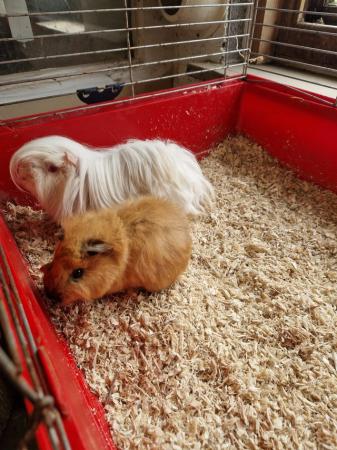 Image 6 of Bonded guinea pig boys available