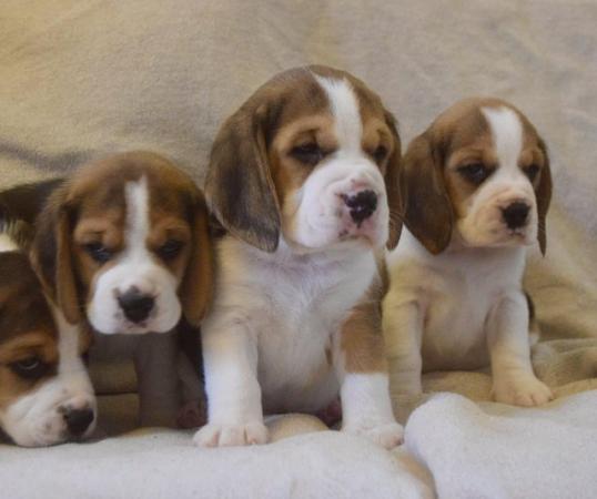 Image 5 of Gorgeous, Chunky Beagle Puppies