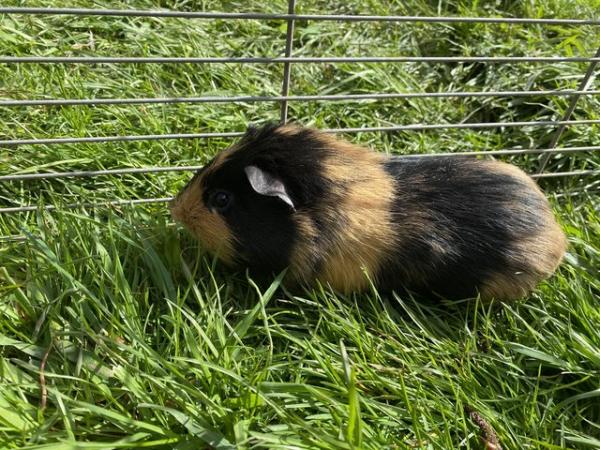 Image 5 of Young male guinea pig for sale