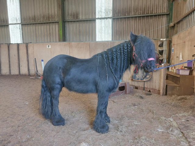 Preview of the first image of 13.3h Gorgeous Black Cob Mare.
