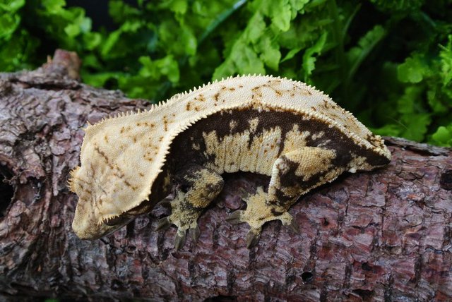 Image 1 of Whitewall Crested Gecko Female