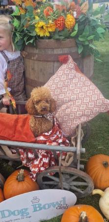 Image 5 of "SUPER SETH" RED TOY SIZED POODLE FOR STUD