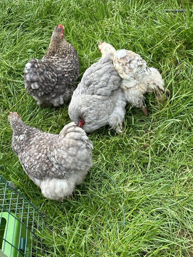 Preview of the first image of Pekin bantam hatching eggs.