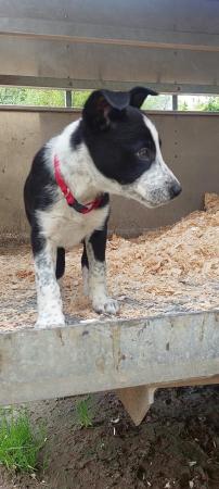 Image 4 of **READY NOW** Working Farm Border Collie Puppies for Sale
