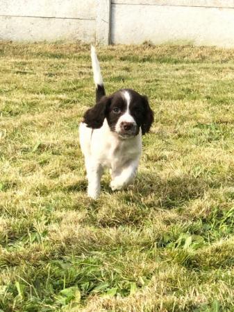Image 1 of Champion line beautiful english springer spaniels puppies