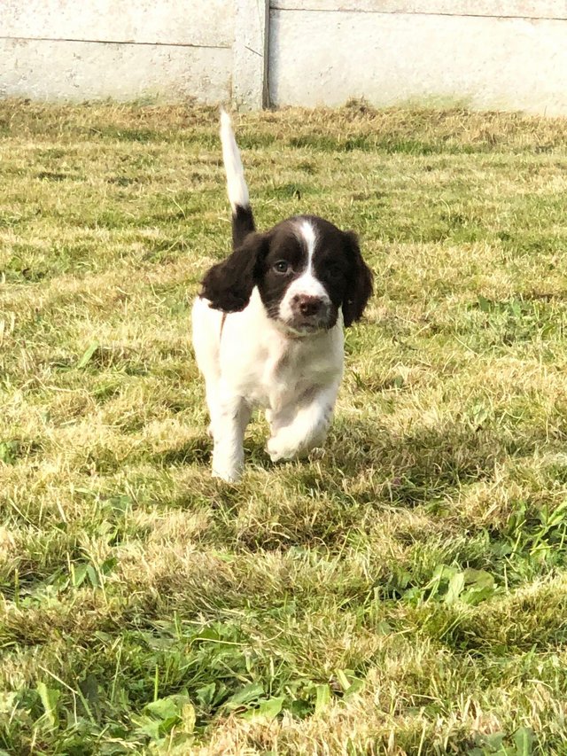 Preview of the first image of Champion line beautiful english springer spaniels puppies.