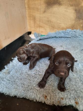 Image 3 of A gorgeous litter of 1 left chocolate cockers