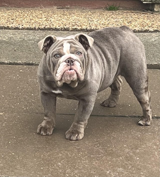 Preview of the first image of British bulldog female kc registered.