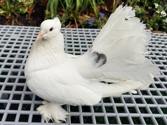 Various indian Fantails for sake — Pets & Animals in Witham