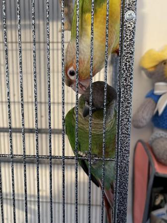 Image 4 of Two friendly conure male and female for sale